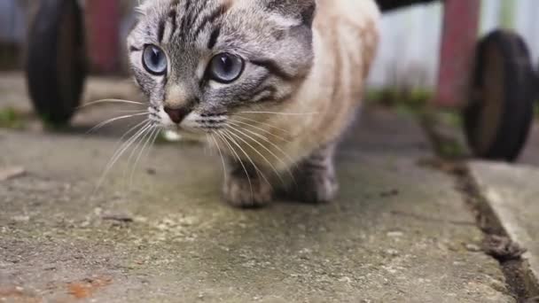 Πορτρέτο ενός δρόμου γάτα, μια γάτα φαίνεται στην κάμερα, μια ομορφη γκρίζα γάτα — Αρχείο Βίντεο