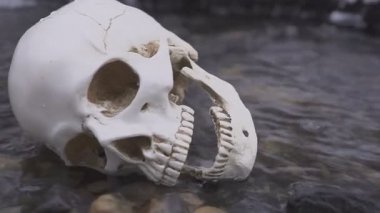 insan kafatası River. vahşi cinayet kavramı