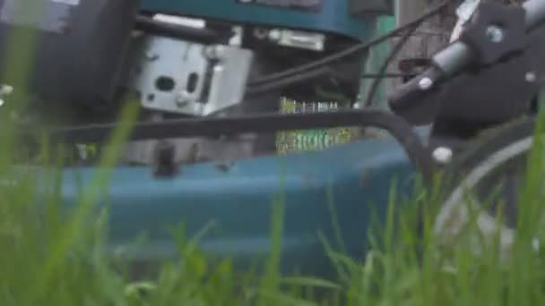 Cortador de grama cortando grama verde no quintal. Fundo de jardinagem . — Vídeo de Stock