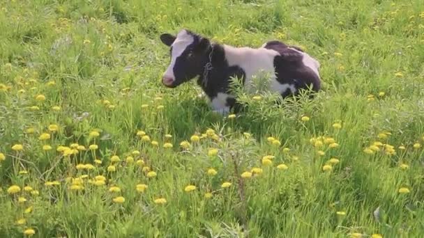 vache noire et blanche tachetée est broutée et nourrie sur le terrain avec des pissenlits à fleurs jaunes, scène estivale idyllique .