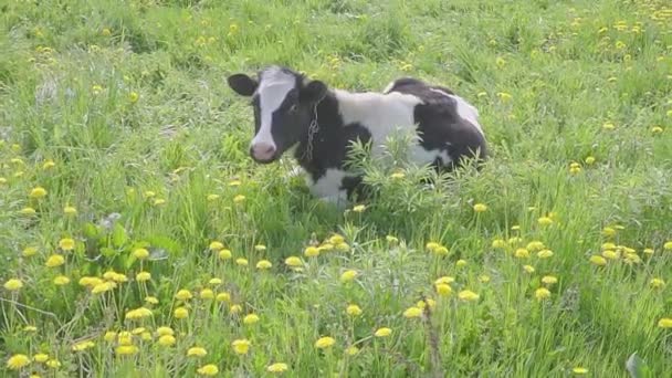 Στίγματα μαύρα και άσπρα αγελάδα βοσκή και τρέφονται με το πεδίο με κίτρινη ανθοφορία πικραλίδες, ειδυλλιακό καλοκαιρινό σκηνικό. — Αρχείο Βίντεο