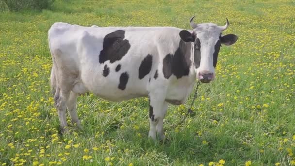 Fläckig svartvita ko är betade och utfodras på fältet med gula blommande maskrosor, idylliska sommaren scen. — Stockvideo