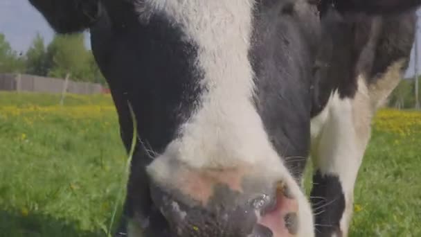 vache noire et blanche tachetée est broutée et nourrie sur le terrain avec des pissenlits à fleurs jaunes, scène estivale idyllique .