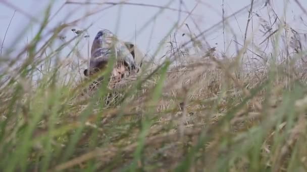 Jäger schießen aus einem Jagdgewehr auf Tiere. Wald und Feld im Herbst — Stockvideo