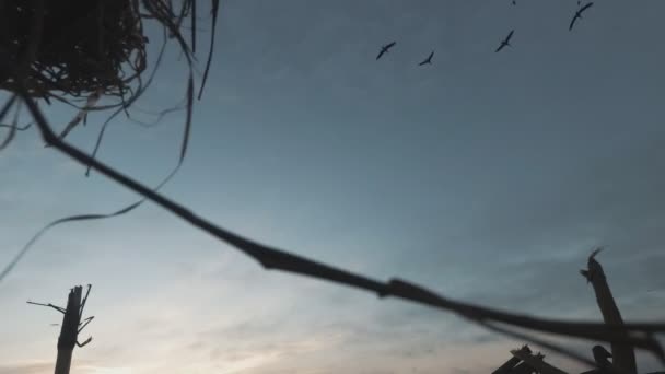Silhouette di uno stormo di oche selvatiche. Uno stormo di uccelli che volano via sul bellissimo tramonto. Sparatoria da dietro la copertura — Video Stock