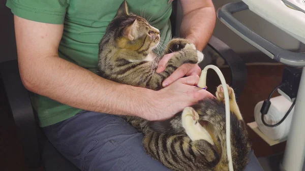 Tıbbi tarama. bir hayvan hastalıklarıyla ilgili klinik tanıda ultrason kedi açıktır.