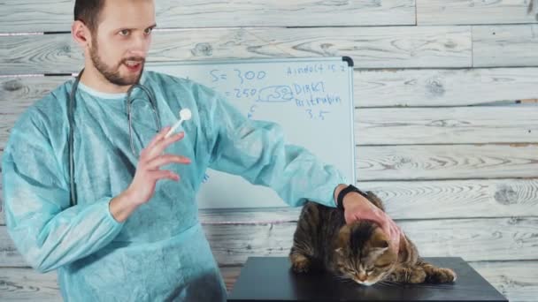 Clínica veterinaria. Lindo gato durante el examen por un veterinario . — Vídeos de Stock