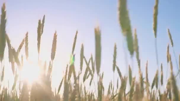 Tarweveld. Oren van tarwe van dichtbij. Mooie spikeletten bij zonsondergang — Stockvideo