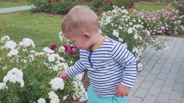 Portrait du petit garçon, qui joue avec les roses près du rosier — Video