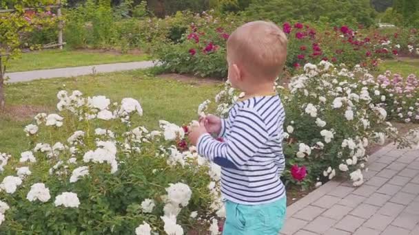 Portrét malého chlapce, který si hraje s růžemi u růžového keře — Stock video