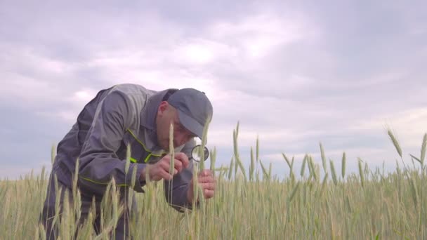 Фермер або ботанік зі збільшеним скляним інструментом перевірте огляд пшеничних колосків жита в сільськогосподарському полі . — стокове відео