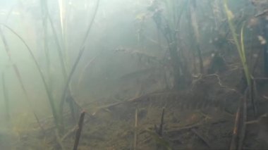 Nehirde zıpkınla balık avlamak, Lake. turna balığı