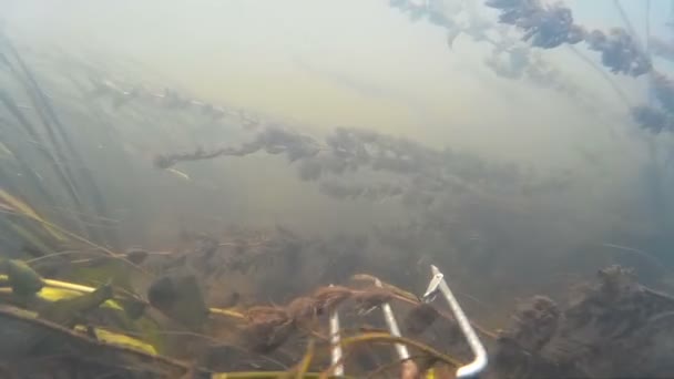 Копейная рыбалка в реке, озере — стоковое видео