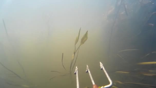 Pesca com lança no rio, lago — Vídeo de Stock