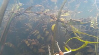 Nehirde zıpkın avı, göl