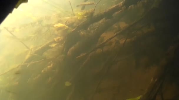 Spearfishing in the river, lake — Stock Video