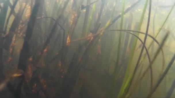 Pesca submarina en el río, lago — Vídeos de Stock