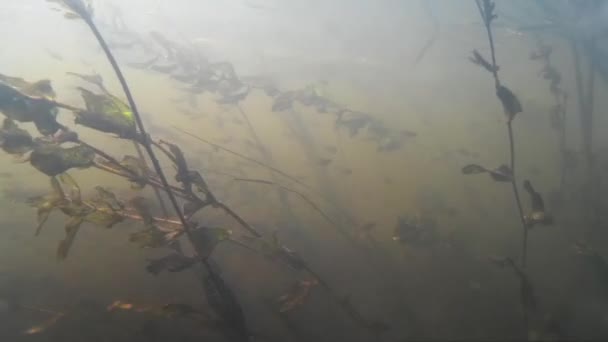 Pêche au harpon dans la rivière, petit poisson du lac — Video