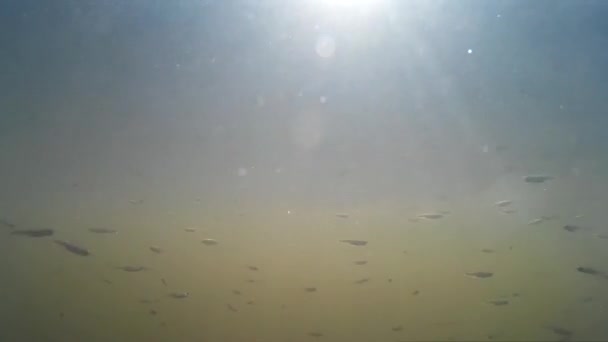 Pesca submarina en el río, peces pequeños del lago — Vídeo de stock