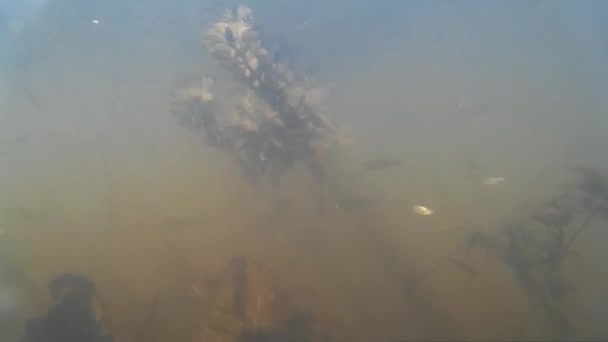Speerfischen im Fluss, kleine Fische im See — Stockvideo