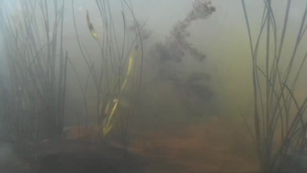 Pesca submarina en el río, peces pequeños del lago — Vídeo de stock