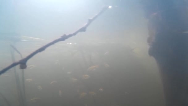Pêche au harpon dans la rivière, petit poisson du lac — Video