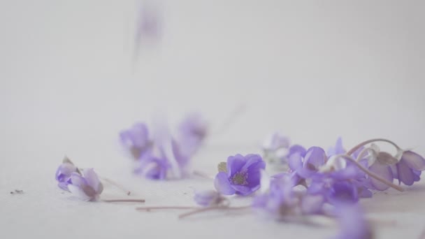 Vallen van bloemblaadjes van een theeroos. Slow Motion. — Stockvideo