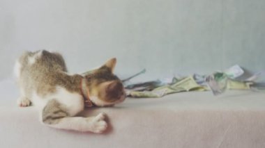Genç kedi beyaz arka plan üzerinde dolar banknotları ile oynuyor - zenginlik kavramı