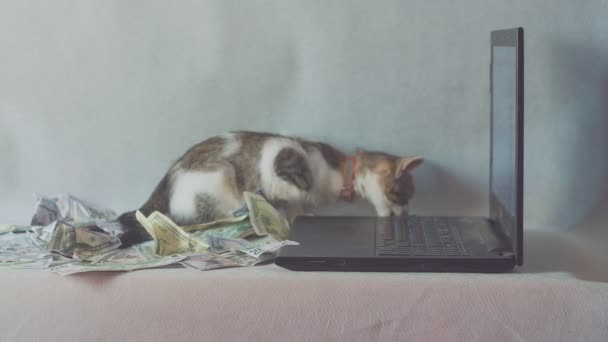 Kat zittend op de notebook, dollar op de witte achtergrond. Concept Business, inkomen. — Stockvideo