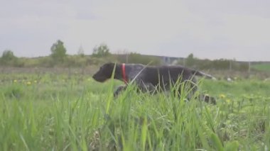 Bir genç kas kahverengi av köpeği arasında yeşil çim alandaki bir noktasında duruyor. Bahar sıcak bir gün. Alman Shorthaired ibre.