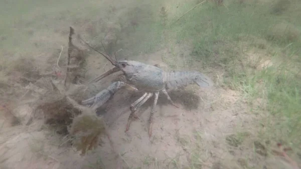 De lanen kruipen onder water in zijn habitat. Zoet water malyusk. Slow Motion. — Stockfoto