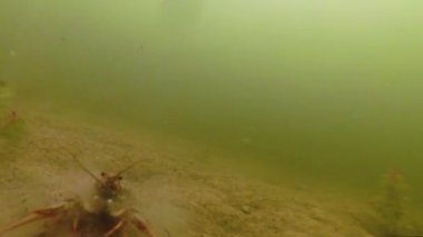 Yaşam alanında su altında sürünerek geziniyor. Tatlısu malyusk. Yavaş hareket.