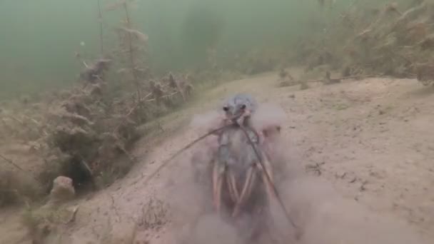 Crawfish rampant sous l'eau dans son habitat. Malysque d'eau douce. Mouvement lent .