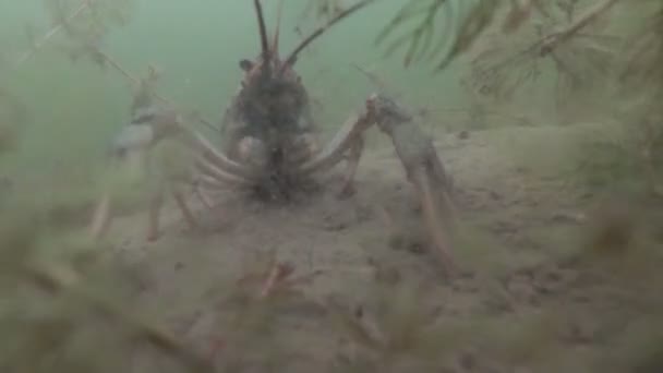 Cangrejo arrastrándose bajo el agua en su hábitat. Malyusk de agua dulce. Movimiento lento . — Vídeo de stock
