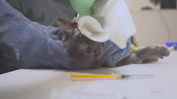 Veterinären förbereder katten för operation, lägger dropp och införa narkos. Höra ett kirurgiskt snitt. — Stockvideo