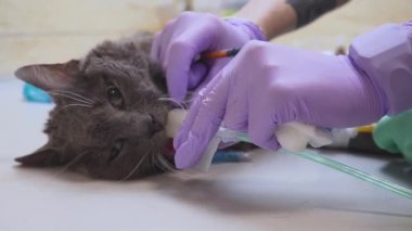 Veteriner ameliyattan önce kedilerin ağzına nefes almak için özel bir tüp yerleştirir..