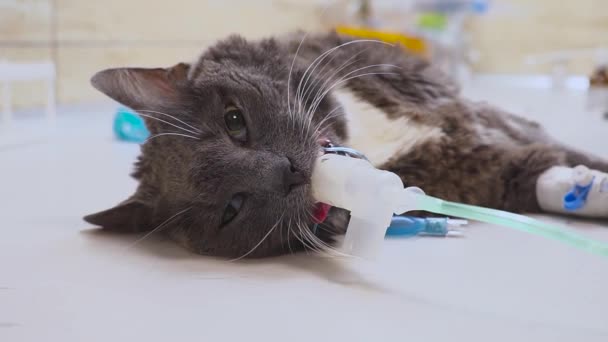 The veterinarian inserts a special tube for breathing into the cats mouth before surgery. — Stock Video