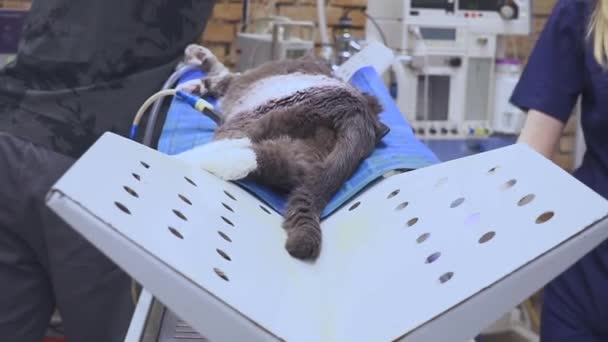 Kattenbedrijf op de operatietafel — Stockvideo