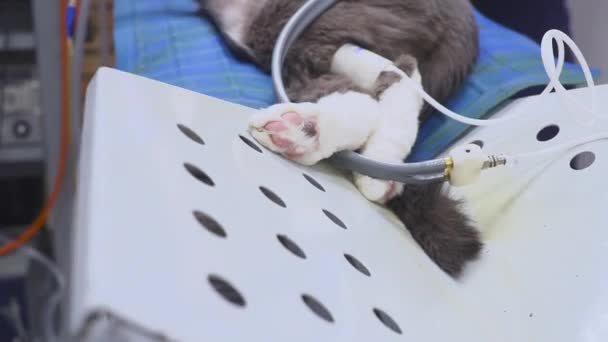手術台の猫の手術は — ストック動画