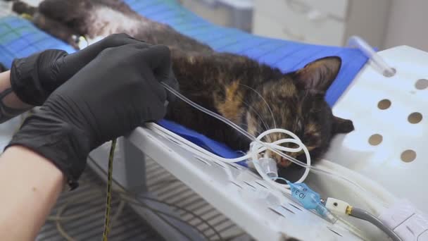 Veterinární lékař vloží speciální trubici pro dýchání do úst kočky před operací. — Stock video