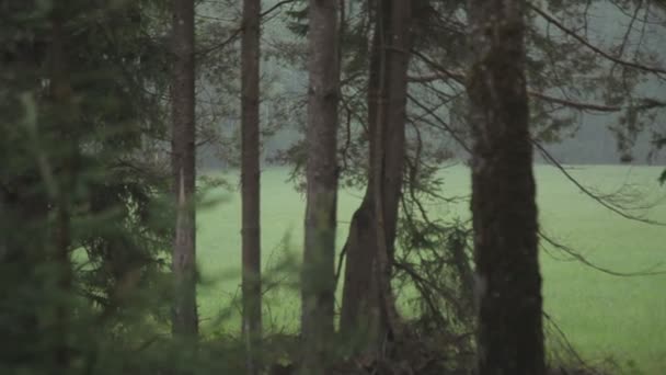 Rood hert op het veld bij het bos — Stockvideo