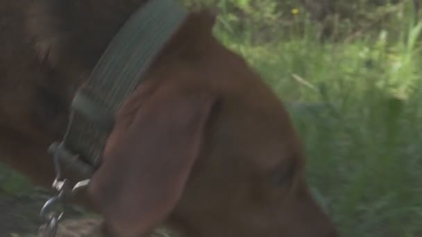 Following a hunting dog on the trail of an animal. dog on the hunt — Stock Video