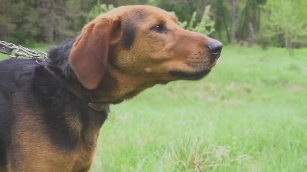 Honden jagen op honden. De lucht ruiken — Stockvideo