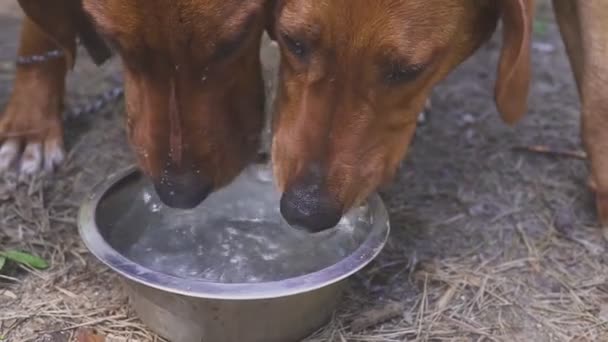 Cães de caça bebem água. Descansa depois da caçada. após treinamento em campo — Vídeo de Stock