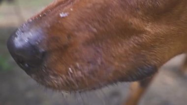 Avlandıktan sonra av köpeği kovalamak yorucu.