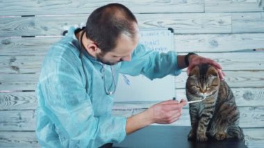 Veteriner kliniği. Bir veteriner tarafından muayene edilirken sevimli bir kedi. Veterinerlik atölyesi