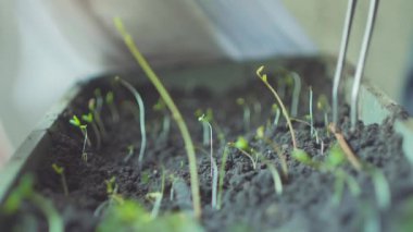 Genç bitki ekinleri yetiştirmek için çalışan bilim adamı ya da yetiştirici.