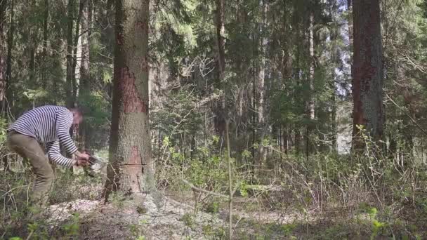 大きなチェーンソーでトウヒを伐採しています. — ストック動画