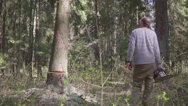 Un bûcheron coupe une épicéa avec une grosse tronçonneuse. Concept d'exploitation forestière illégale — Video