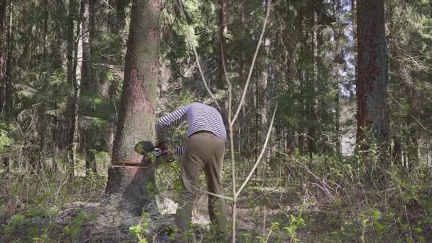Ένας ξυλοκόπος κόβει ένα έλατο με ένα μεγάλο αλυσοπρίονο.. — Αρχείο Βίντεο